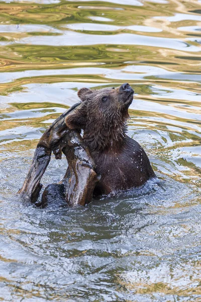 Medvídě Hrající Dřevěným Polenem Vodě Někde Aljašce — Stock fotografie
