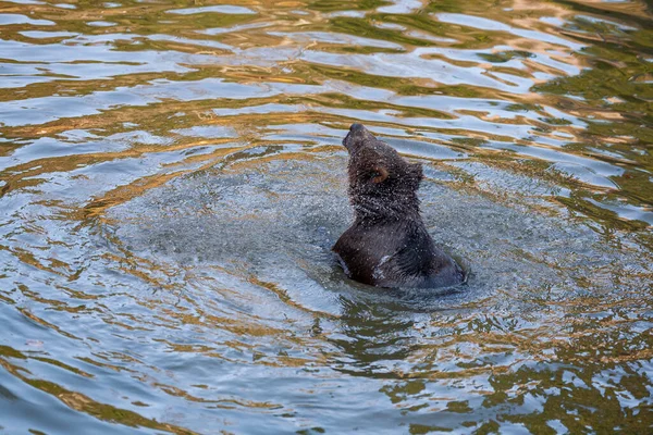 Küçük neşeli kahverengi ayı yavrusu Alaska suyunda biraz eğleniyor.