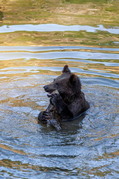 Μικρό Παιχνιδιάρικο Καφέ Αρκουδάκι Που Διασκεδάζει Στο Νερό Της Αλάσκας — Φωτογραφία Αρχείου