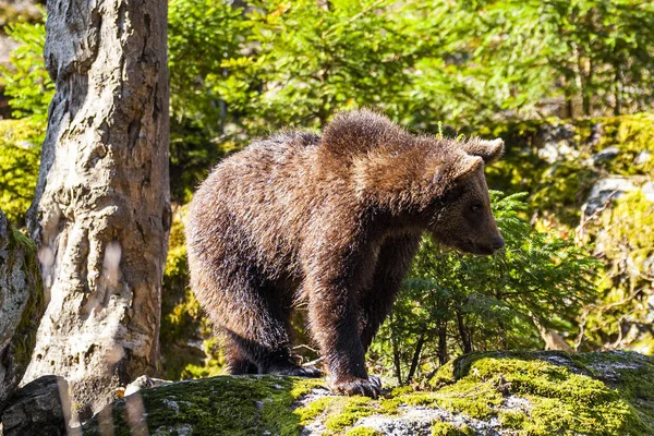 Malé Medvědí Mládě Bloudí Zeleném Lese Aljašce — Stock fotografie