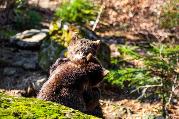 Malé Roztomilé Medvídě Hnědé Mláďata Hrát Spolu Lese — Stock fotografie