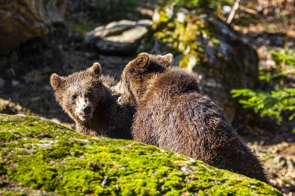 Piccoli Cuccioli Orso Bruno Carino Che Giocano Insieme Nella Foresta — Foto Stock