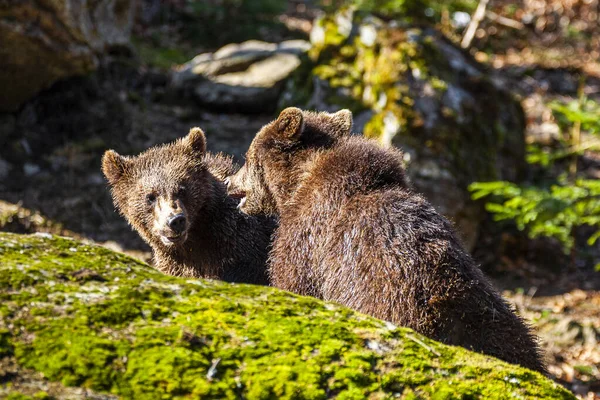 Små Söta Bruna Björnungar Leker Tillsammans Skogen — Stockfoto