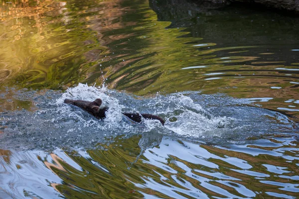 Petit Ours Brun Amusant Dans Eau — Photo