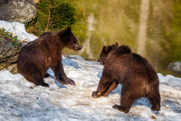 Malé Roztomilé Medvídě Hnědé Mláďata Hrát Spolu Lese — Stock fotografie