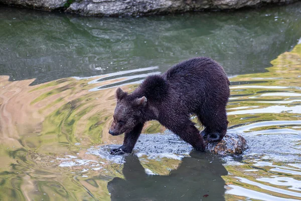 Маленький Коричневий Ведмідь Розважається Воді — стокове фото