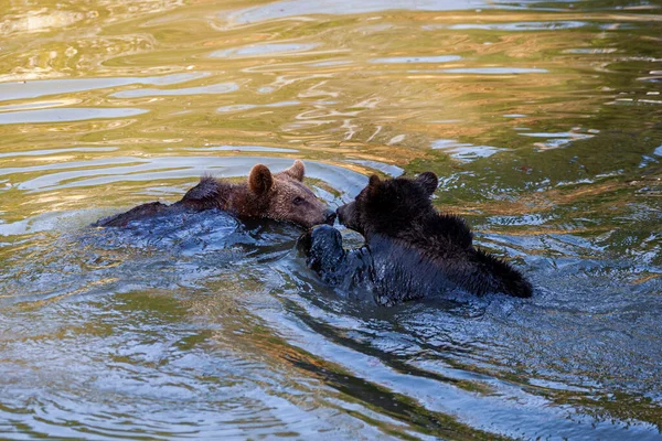 Dos Cachorros Oso Divirtiéndose Agua Alaska — Foto de Stock