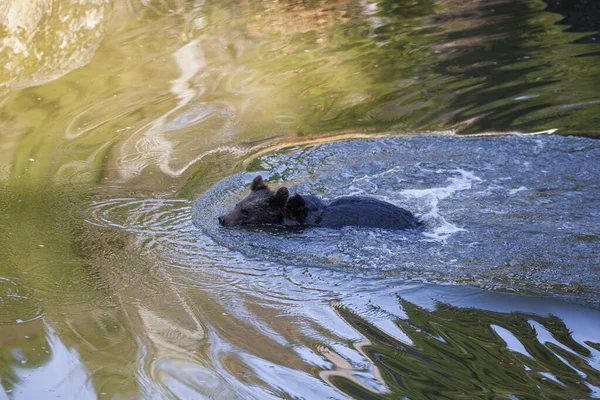 小さな茶色のクマは水でいくつかの楽しみを持って — ストック写真