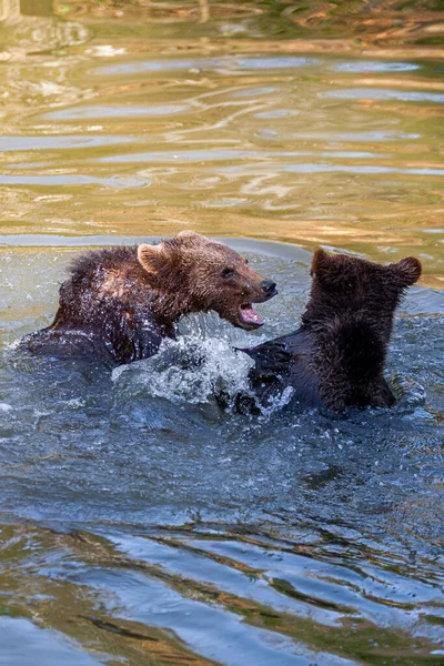 Dvě Medvědí Mláďata Baví Vodě Někde Aljašce — Stock fotografie