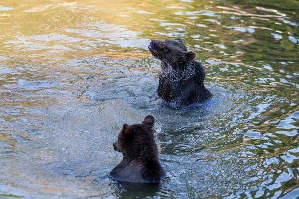 Dvě Medvědí Mláďata Baví Vodě Někde Aljašce — Stock fotografie