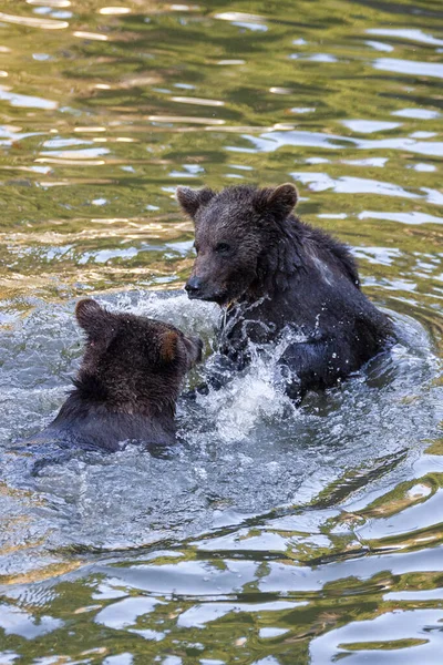 アラスカのどこかで水を楽しんでいる二匹のクマの赤ちゃん — ストック写真