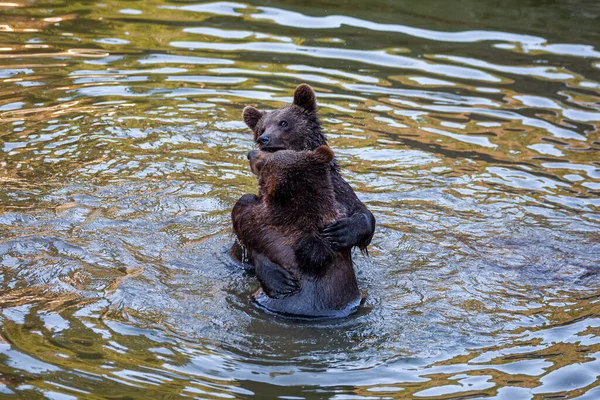 アラスカのどこかで遊んでいる熊の赤ちゃんはほとんどいません — ストック写真