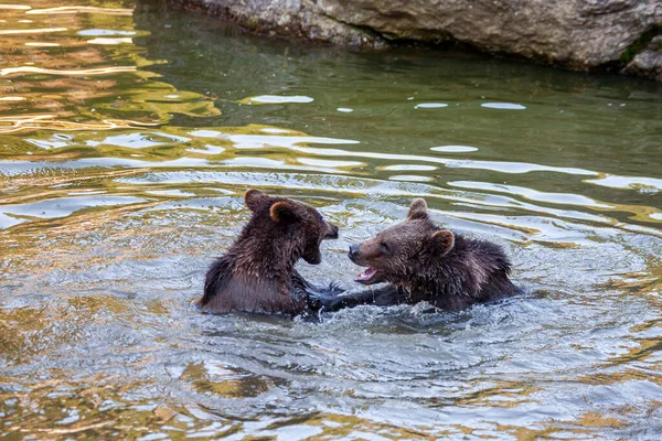 Poucos Filhotes Urso Brincando Rio Algum Lugar Alasca — Fotografia de Stock