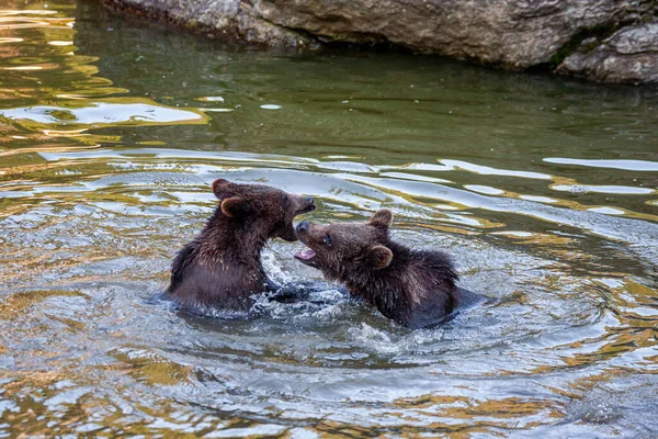 Några Björnungar Leker Floden Någonstans Alaska — Stockfoto