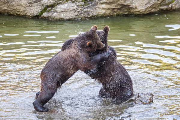 アラスカのどこかで水を楽しんでいる二匹のクマの赤ちゃん — ストック写真