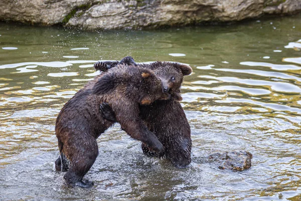 Два Медвежонка Играют Реке Аляске — стоковое фото
