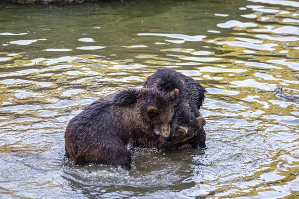 阿拉斯加某个地方的河里玩耍的两只小熊 — 图库照片