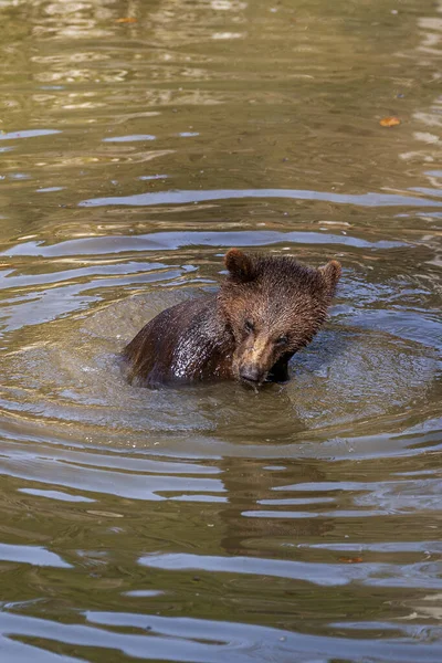 Pequeno Filhote Urso Marrom Brincalhão Divertindo Água Alasca — Fotografia de Stock