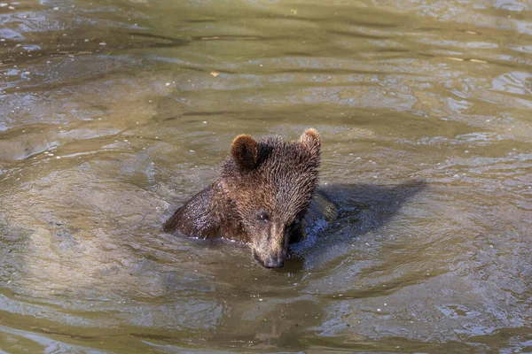 アラスカの水でいくつかの楽しみを持っている小さな遊び心のある茶色のクマの赤ちゃん — ストック写真