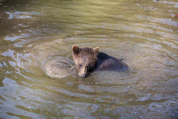 Küçük Neşeli Kahverengi Ayı Yavrusu Alaska Suyunda Biraz Eğleniyor — Stok fotoğraf