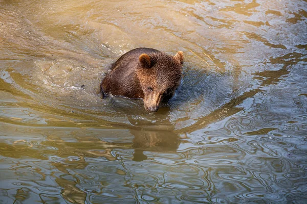 Küçük Neşeli Kahverengi Ayı Yavrusu Alaska Suyunda Biraz Eğleniyor — Stok fotoğraf