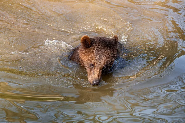 Маленький Игривый Бурый Медвежонок Развлекается Воде Аляски — стоковое фото