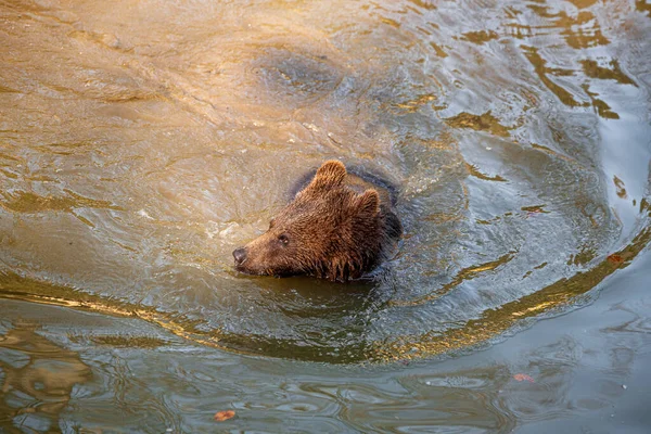Small Playful Brown Bear Cub Having Some Fun Alaskan Water — Stock Photo, Image