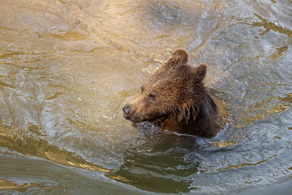 Pequeno Filhote Urso Marrom Brincalhão Divertindo Água Alasca — Fotografia de Stock