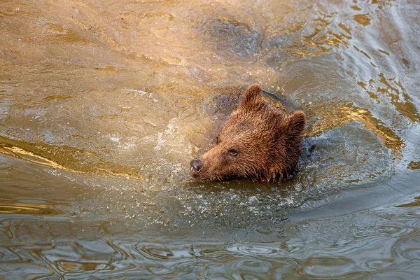 Pequeno Filhote Urso Marrom Brincalhão Divertindo Água Alasca — Fotografia de Stock