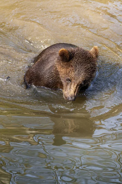 アラスカの水でいくつかの楽しみを持っている小さな遊び心のある茶色のクマの赤ちゃん — ストック写真