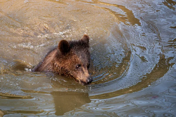 Pequeño Cachorro Oso Pardo Juguetón Divirtiéndose Agua Alaska — Foto de Stock