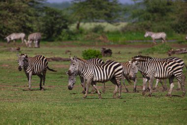 Zebralar Tanzanya 'daki Manyara Gölü Milli Parkı' nda otluyor.