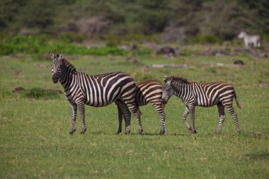 Zebralar Tanzanya 'daki Manyara Gölü Milli Parkı' nda otluyor.