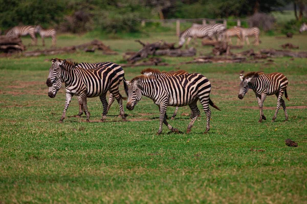 Zebras Betar Lake Manyara National Park Tanzania — Stockfoto