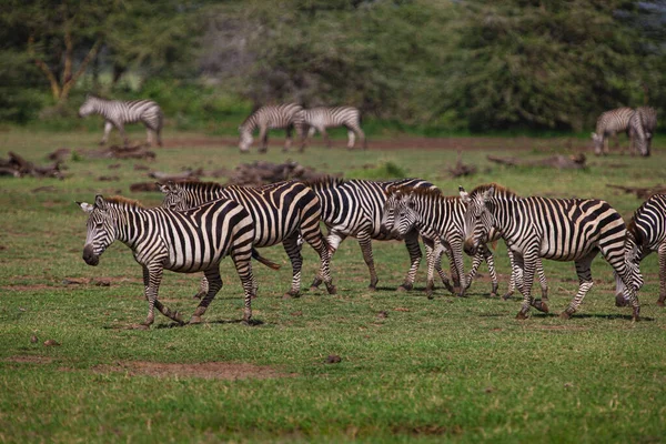 Zebry Pasące Się Parku Narodowym Jezioro Manyara Tanzania — Zdjęcie stockowe