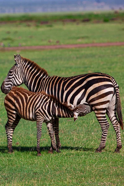 Zebry Pasące Się Parku Narodowym Jezioro Manyara Tanzania — Zdjęcie stockowe