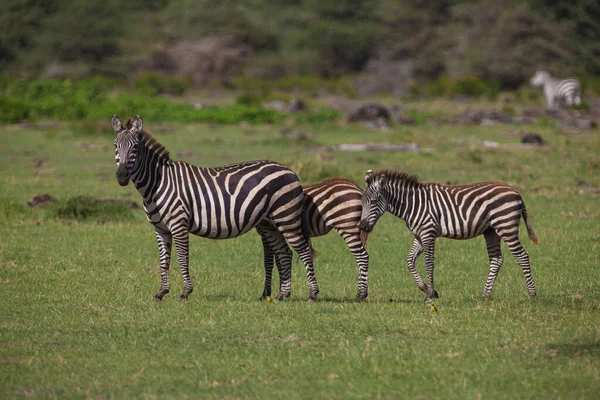 Zebras Grazing Lake Manyara National Park Tanzania — Stock Photo, Image