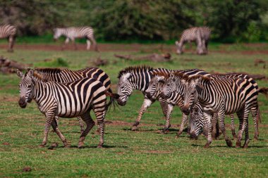 Zebralar Ngorongoro Kraterinde, Tanzanya