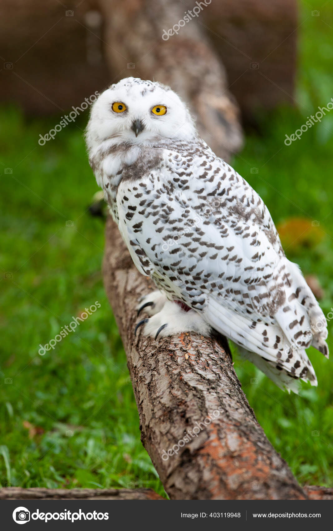 夏の雪のフクロウ Bubo Scandiacus ストック写真 C Palko72 夏の雪のフクロウ Bubo Scandiacus ストック写真 C Palko72