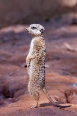 Bir kayanın üzerinde duran mirketler