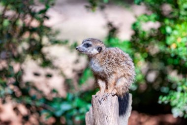 Bir kayanın üzerinde duran mirketler
