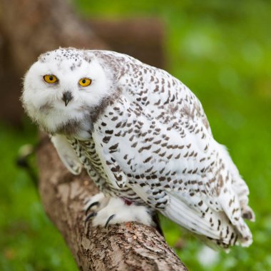 Yazın karlı baykuş (Bubo scandiacus)
