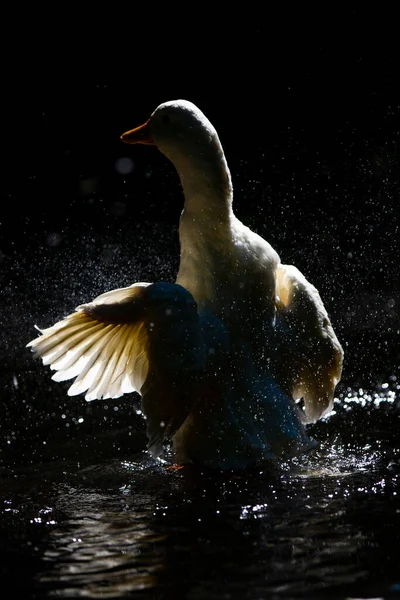 White Goose Swimming Pond — Stock Photo, Image