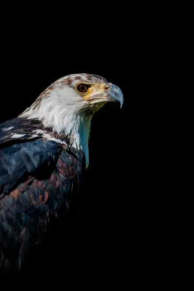 Afrika Balık Kartalı Haliaeetus Vocifer — Stok fotoğraf