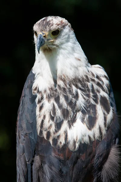 Águila Pescadora Africana Haliaeetus Vocifer — Foto de Stock