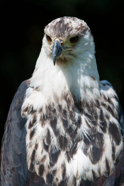 Águila Pescadora Africana Haliaeetus Vocifer — Foto de Stock