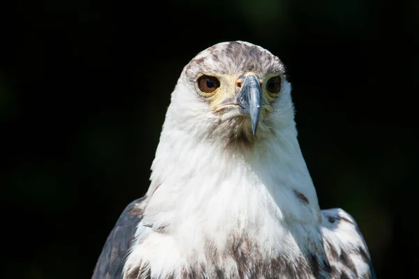 Orel Mořský Haliaeetus Vocifer — Stock fotografie