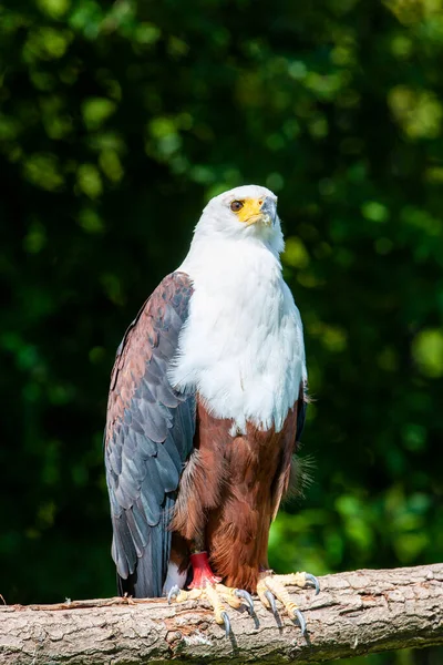 African Fish Eagle Haliaeetus Vocifer — Stock Photo, Image