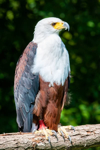 Águila Pescadora Africana Haliaeetus Vocifer — Foto de Stock