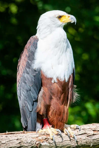 Águia Peixe Africana Haliaeetus Vocifer — Fotografia de Stock